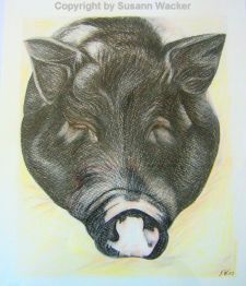 Minischwein, Pastell auf Papier 38 x 30 cm
