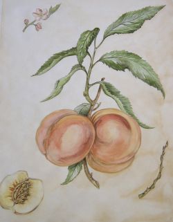 Pfirsiche (Botanische Zeichnung)